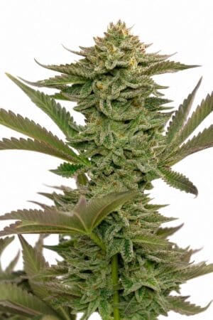 Critical Mass