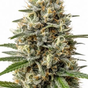 Critical Nicky Kush by Seed City Bulk Cannabis Seeds plant image