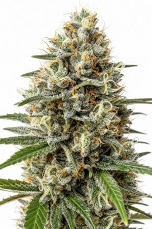 Critical Nicky Kush