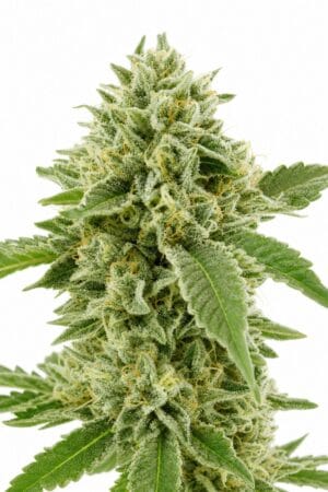 Critical x Green Crack