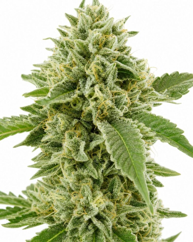 Critical x Green Crack by Seed City Bulk Cannabis Seeds plant image
