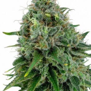 Critical x Kush by Seed City Bulk Cannabis Seeds plant image