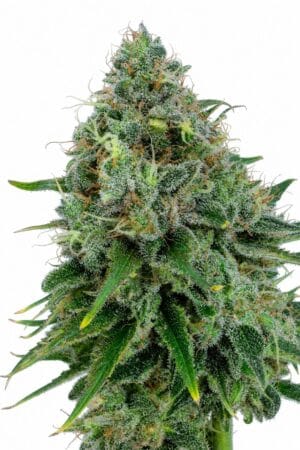 Critical x Kush