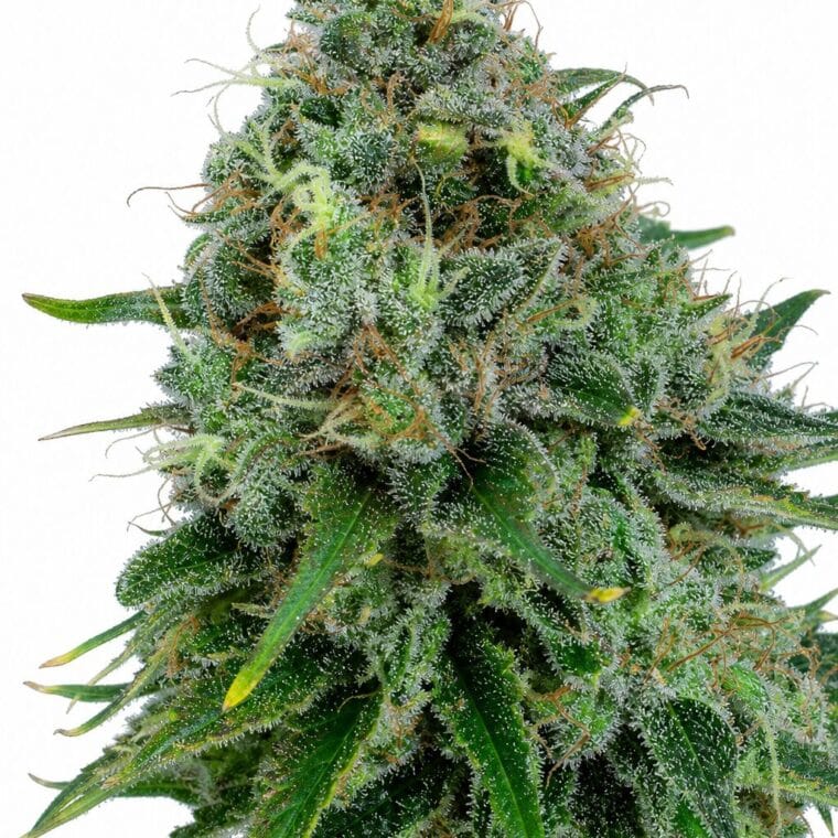 Critical x Kush by Seed City Bulk Cannabis Seeds plant image