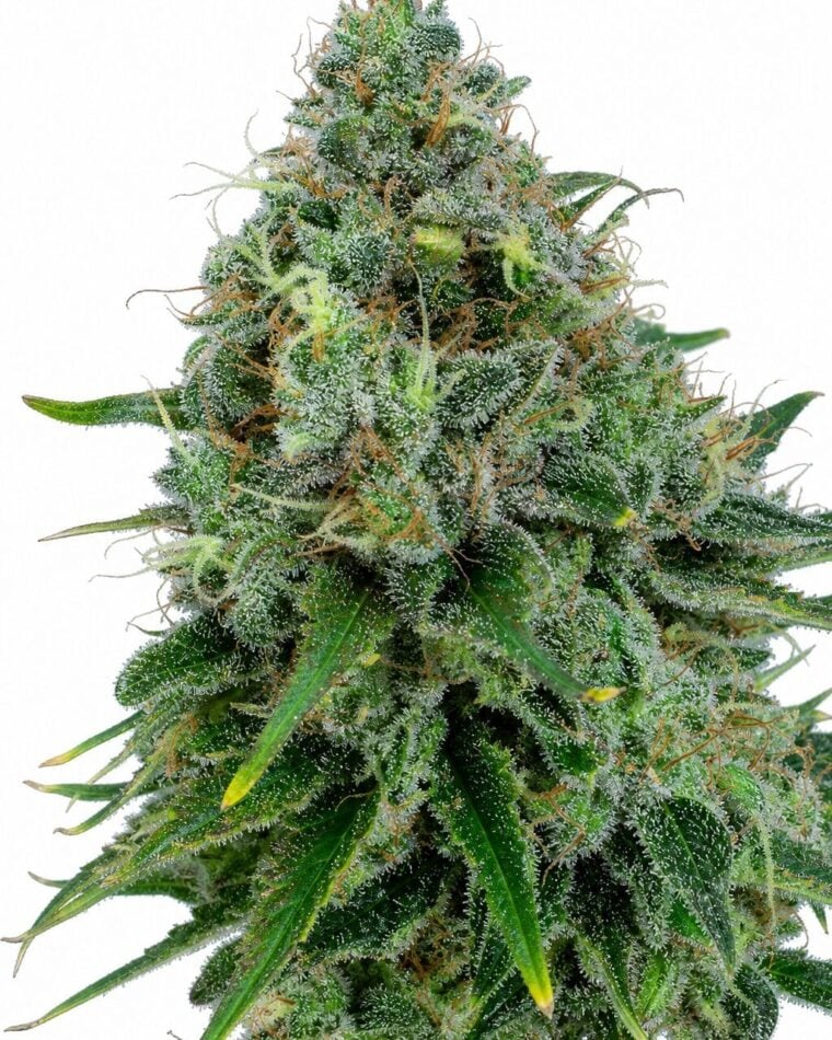 Critical x Kush by Seed City Bulk Cannabis Seeds plant image
