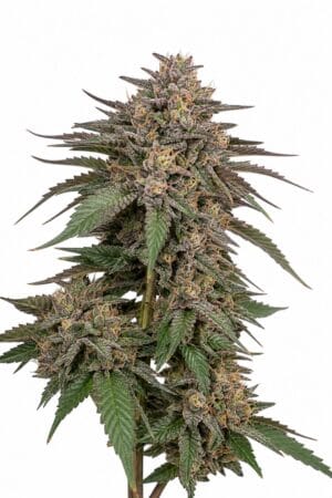 Diesel x Blueberry