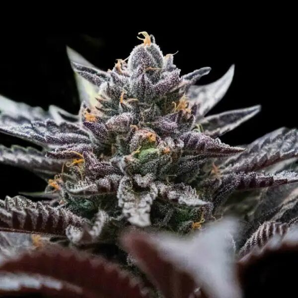 DNA Genetics Seeds Double Stuffed Sorbet cannabis plant image 1