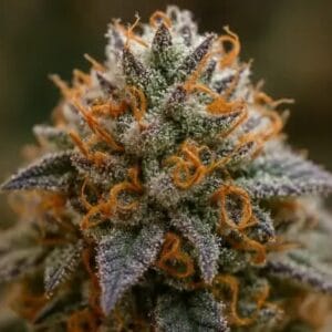 DNA Genetics Seeds Miss DNA cannabis plant image 1