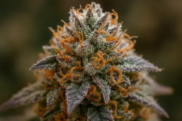 DNA Genetics Seeds Miss DNA cannabis plant image 1