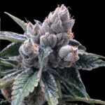 DNA Genetics Seeds White Walker Kush cannabis plant image 1