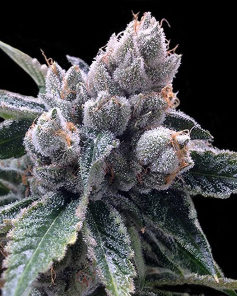 DNA Genetics Seeds White Walker Kush cannabis plant image 1