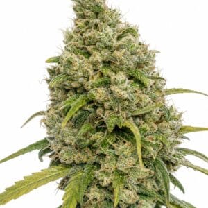 Do-Si-Dos by Seed City Bulk Cannabis Seeds plant image