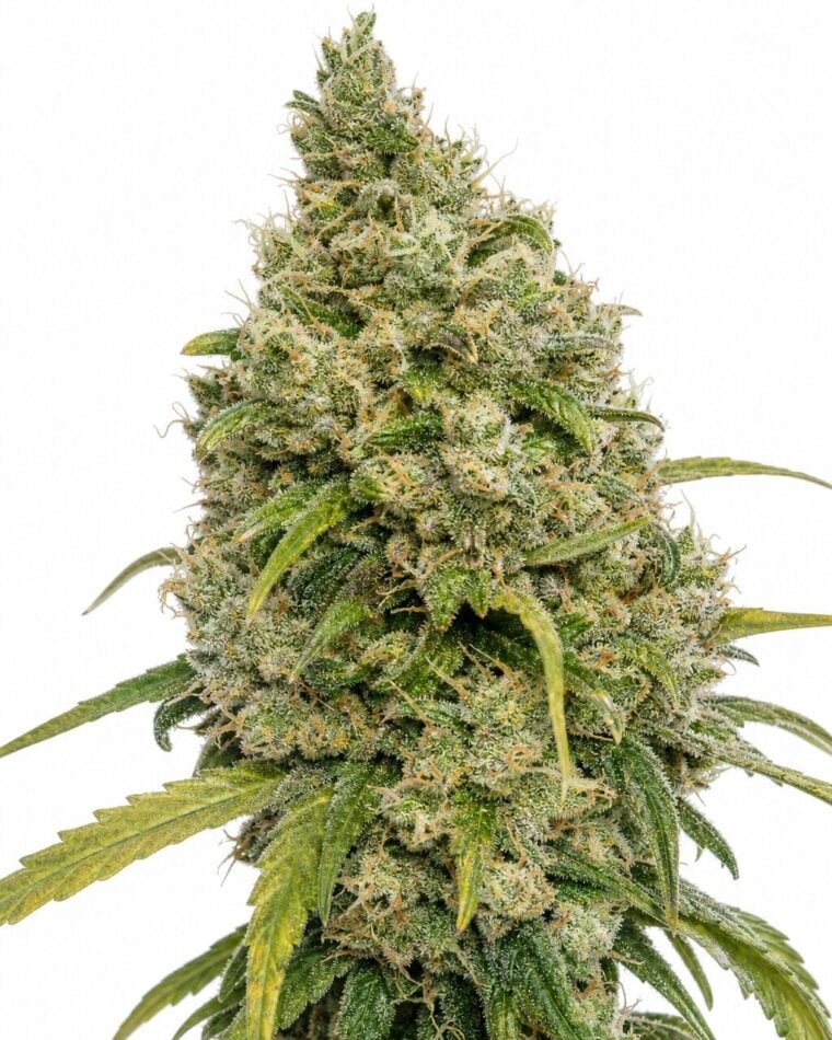 Do-Si-Dos by Seed City Bulk Cannabis Seeds plant image