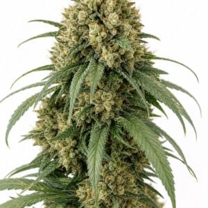 Fruit Tartare TRIPLOID by Seed City Bulk Cannabis Seeds plant image