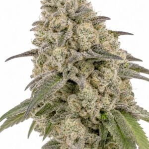 Gello Shotz by Seed City Bulk Cannabis Seeds plant image