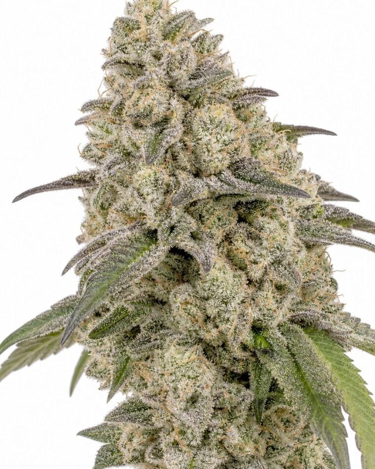 Gello Shotz by Seed City Bulk Cannabis Seeds plant image