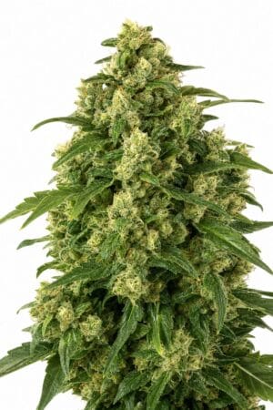 Girl Scout Cookies Auto