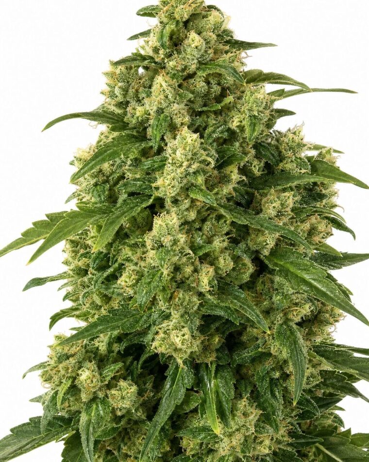 Girl Scout Cookies Auto by Seed City Bulk Cannabis Seeds plant image