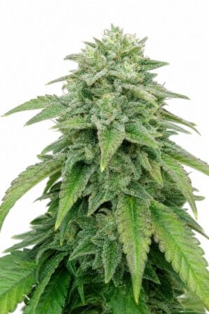 Good Buzz Genetics – Auto Bruce Banner