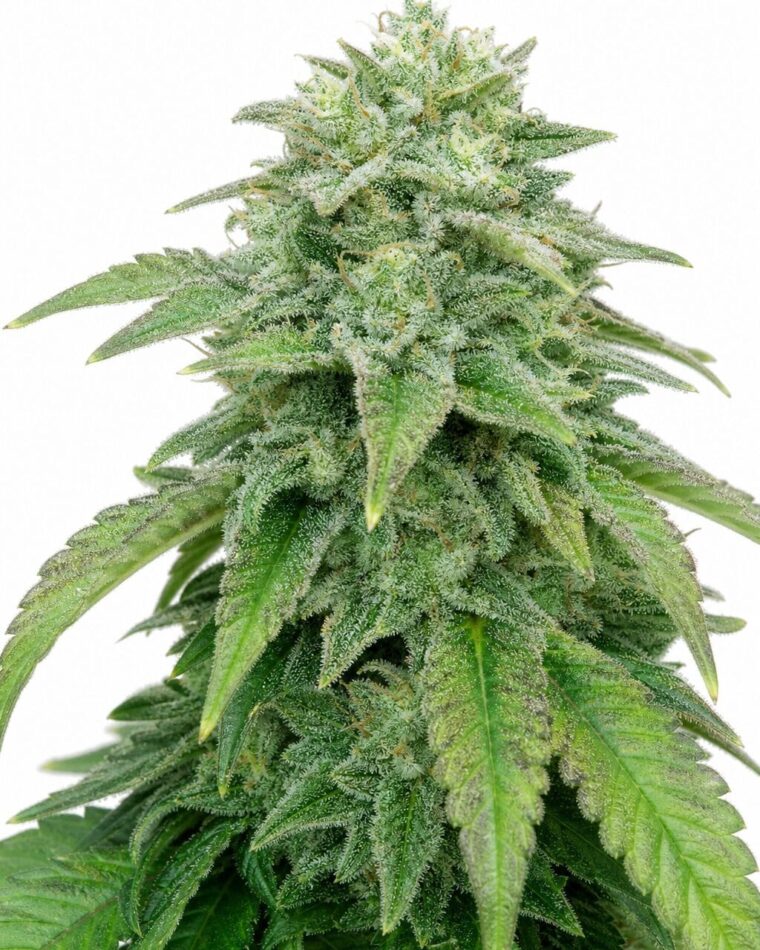 Good Buzz Genetics - Auto Bruce Banner by Seed City Bulk Cannabis Seeds plant image