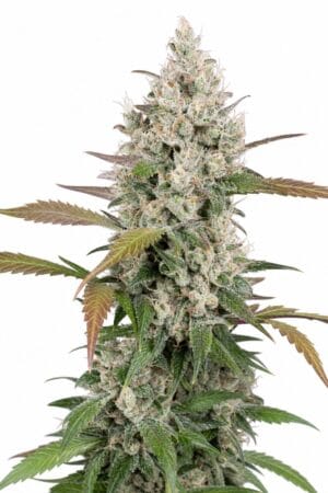 Good Buzz Genetics – Auto Girl Scout Cookies