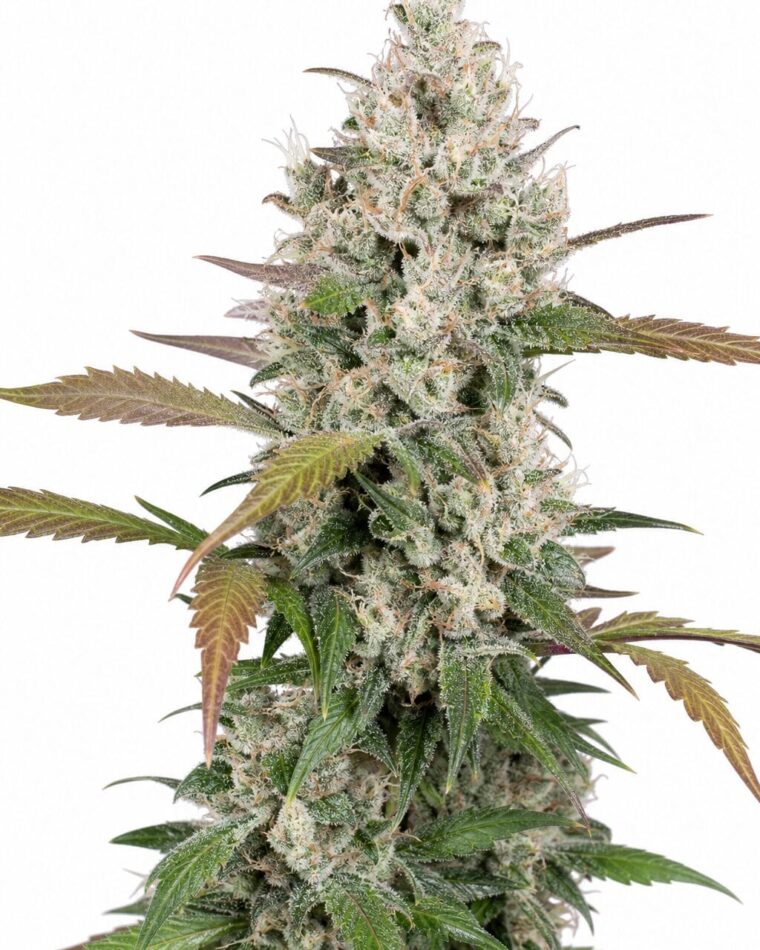 Good Buzz Genetics - Auto Girl Scout Cookies by Seed City Bulk Cannabis Seeds plant image