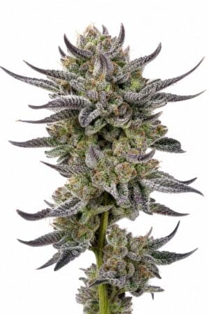 Good Buzz Genetics – Auto Gorilla