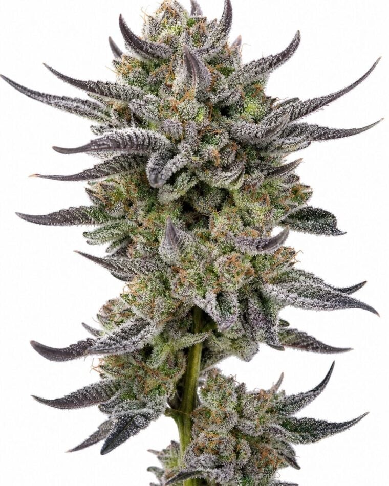Good Buzz Genetics - Auto Gorilla by Seed City Bulk Cannabis Seeds plant image