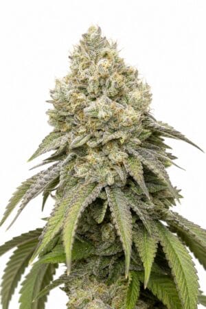 Good Buzz Genetics – Bruce Banner