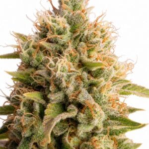 Good Buzz Genetics - Chemdawg by Seed City Bulk Cannabis Seeds plant image