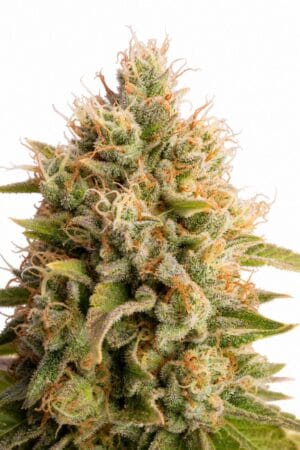 Good Buzz Genetics – Chemdawg