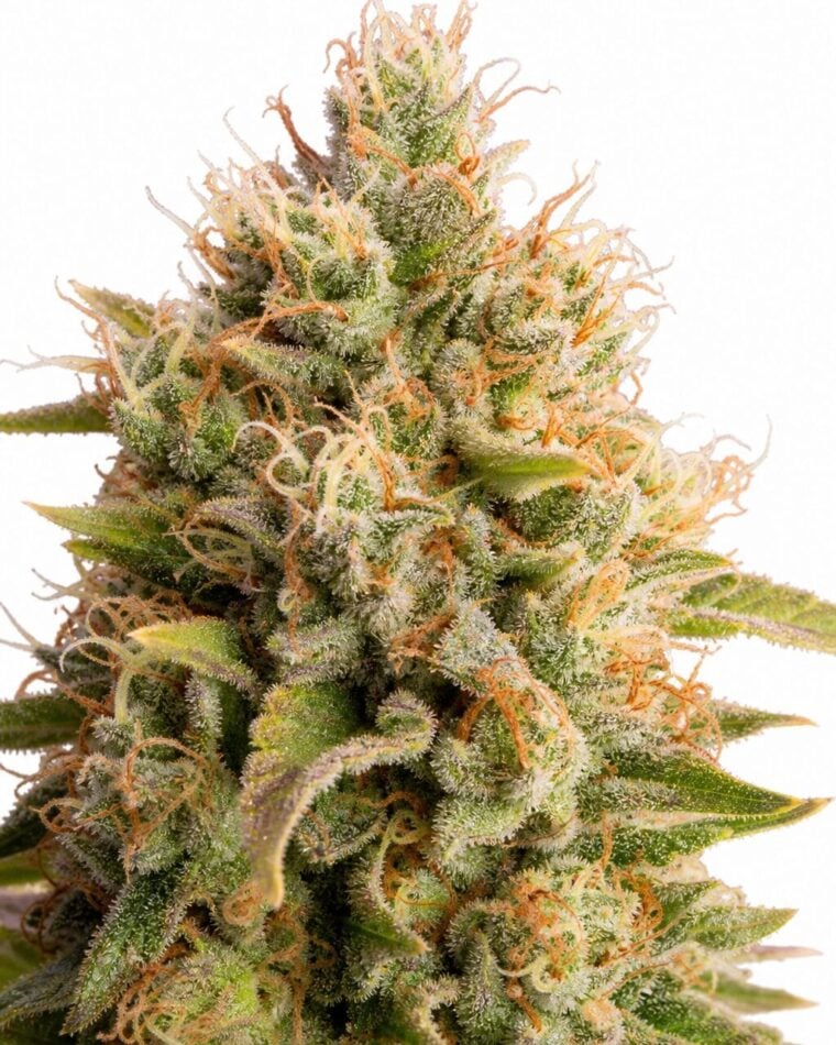 Good Buzz Genetics - Chemdawg by Seed City Bulk Cannabis Seeds plant image