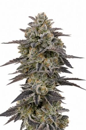 Good Buzz Genetics – Gelato