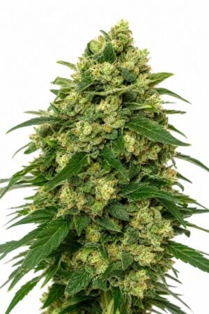 Good Buzz Genetics – Girl Scout Cookies