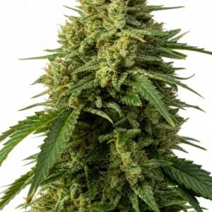 Good Buzz Genetics - Gorilla by Seed City Bulk Cannabis Seeds plant image