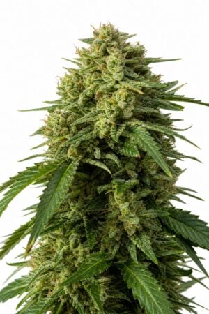 Good Buzz Genetics – Gorilla