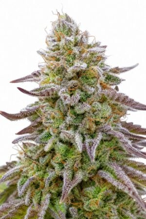 Good Buzz Genetics – Gorilla Zkittlez