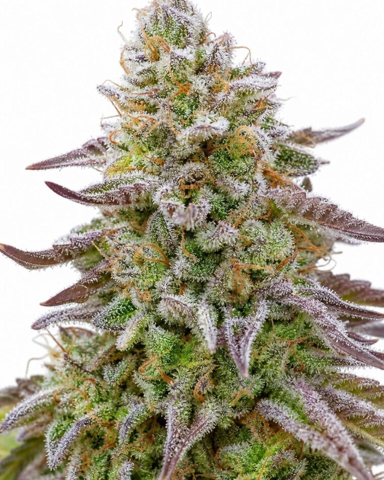 Good Buzz Genetics - Gorilla Zkittlez by Seed City Bulk Cannabis Seeds plant image