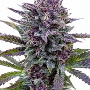 Good Buzz Genetics - Grandaddy Purple by Seed City Bulk Cannabis Seeds plant image