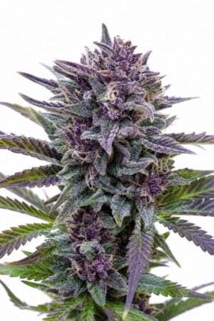 Good Buzz Genetics – Grandaddy Purple