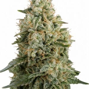 Good Buzz Genetics - Guava by Seed City Bulk Cannabis Seeds plant image