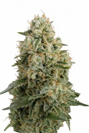 Good Buzz Genetics – Guava