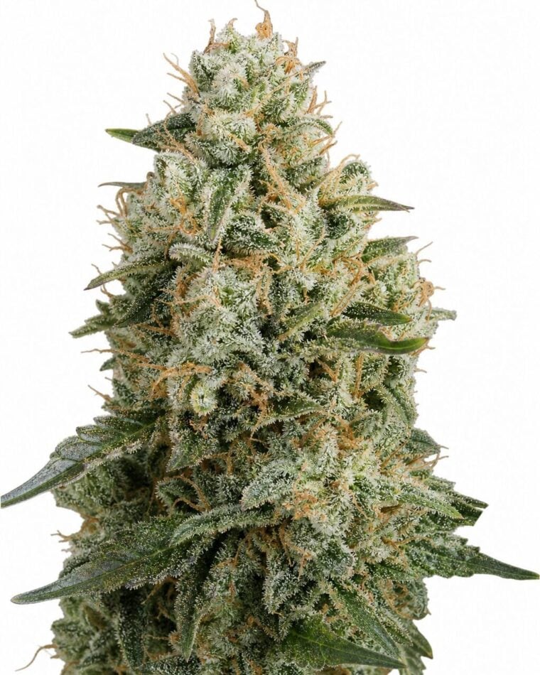 Good Buzz Genetics - Guava by Seed City Bulk Cannabis Seeds plant image