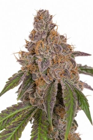 Good Buzz Genetics – Purple Urkle