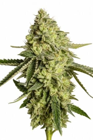 Good Buzz Genetics – Sherbet