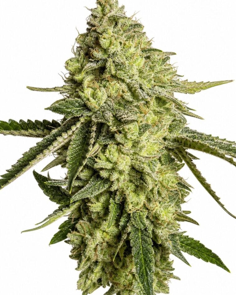 Good Buzz Genetics - Sherbet by Seed City Bulk Cannabis Seeds plant image