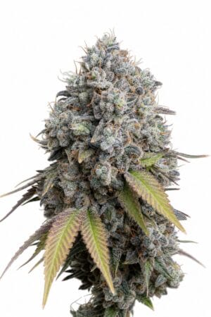 Good Buzz Genetics – Sour Diesel