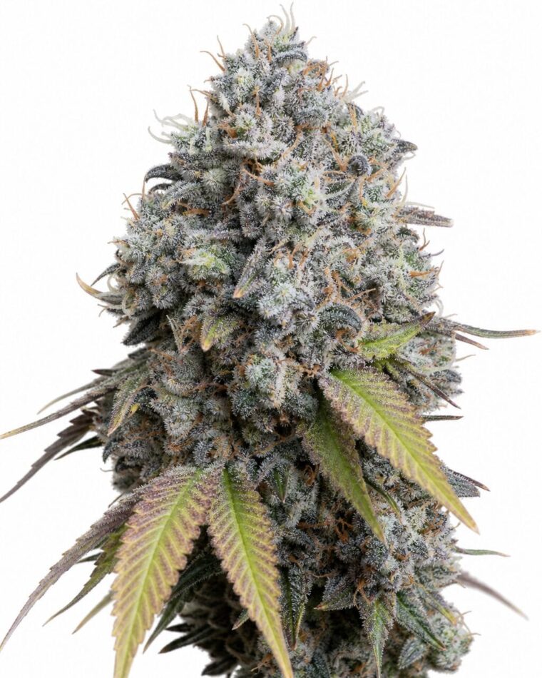 Good Buzz Genetics - Sour Diesel by Seed City Bulk Cannabis Seeds plant image