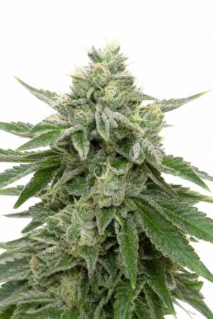 Good Buzz Genetics – Stardawg