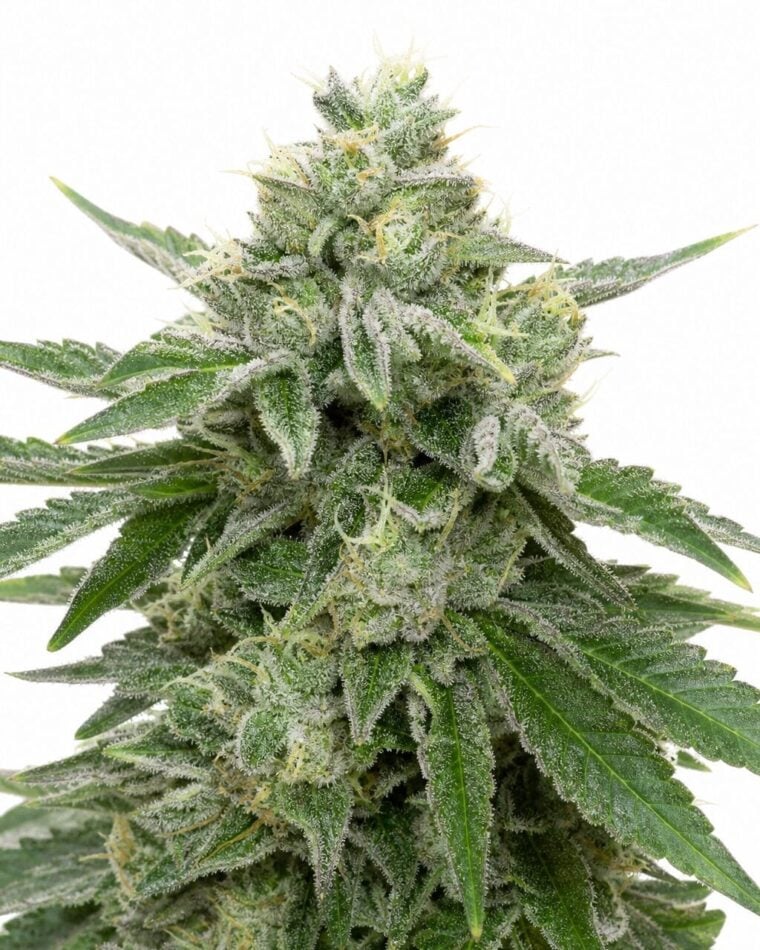 Good Buzz Genetics - Stardawg by Seed City Bulk Cannabis Seeds plant image